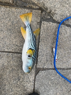 シマフグの釣果