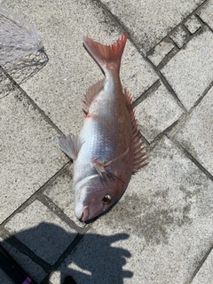 マダイの釣果