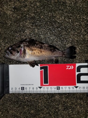 クロソイの釣果