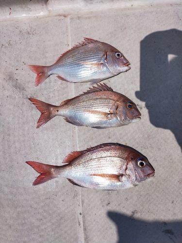 マダイの釣果