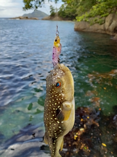 クサフグの釣果