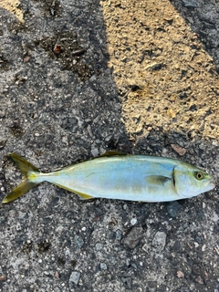 ツバスの釣果