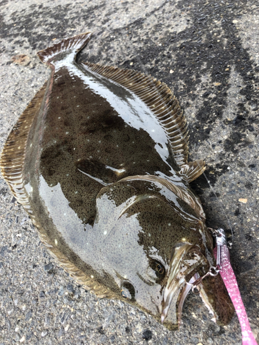 ヒラメの釣果