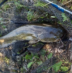 マナマズの釣果