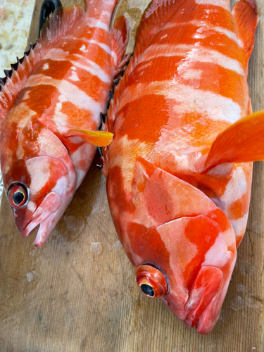 アカハタの釣果