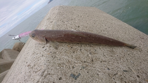 エソの釣果