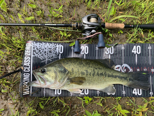 ブラックバスの釣果