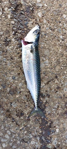 サバの釣果