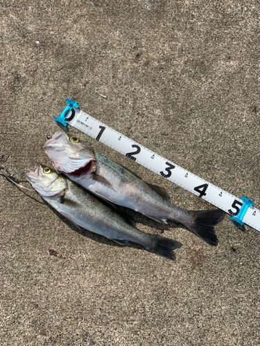 シーバスの釣果