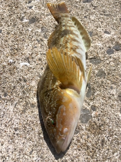 ハゴトコの釣果