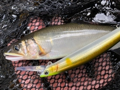 アユの釣果