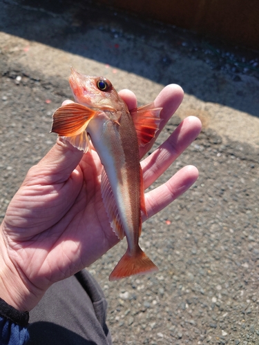 カナガシラの釣果