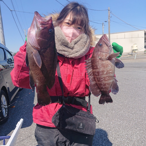 マハタの釣果