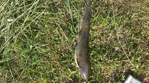 マナマズの釣果