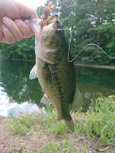 ブラックバスの釣果