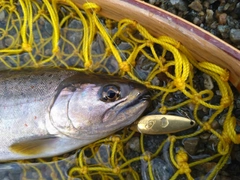 アマゴの釣果