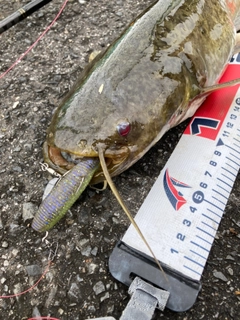 ナマズの釣果