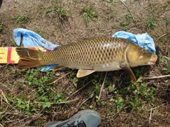 コイの釣果