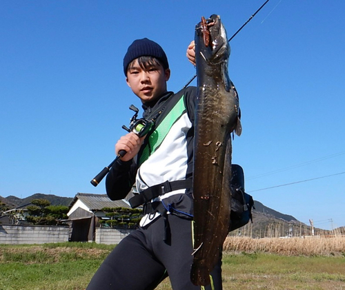 ナマズの釣果