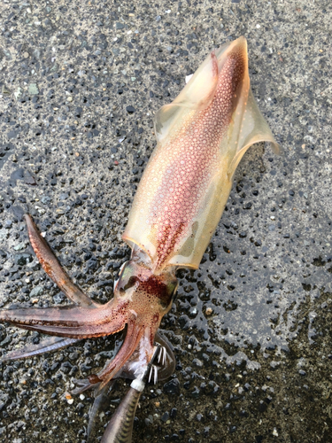 ケンサキイカの釣果