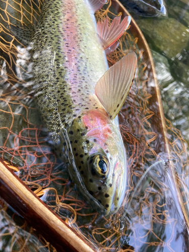 ニジマスの釣果