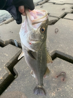 スズキの釣果