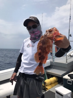 ウッカリカサゴの釣果