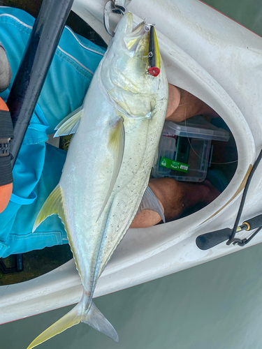 オニヒラアジの釣果