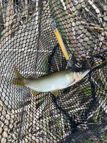 アユの釣果