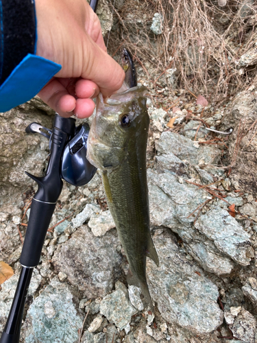 ラージマウスバスの釣果