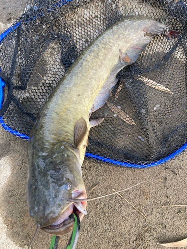 ナマズの釣果