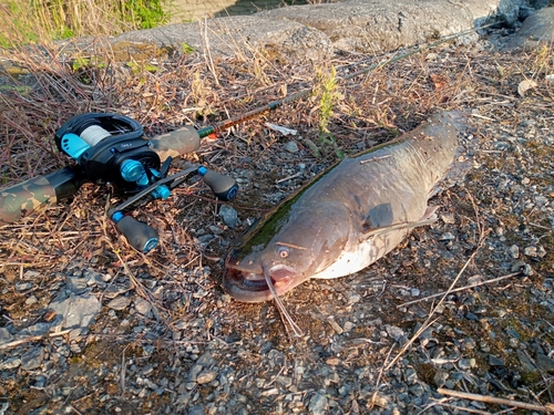 ナマズの釣果