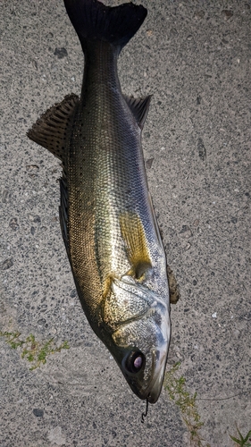 スズキの釣果