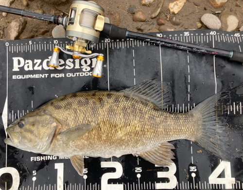 スモールマウスバスの釣果