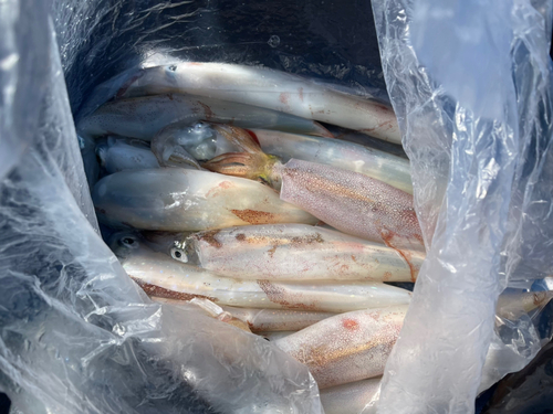 ヤリイカの釣果