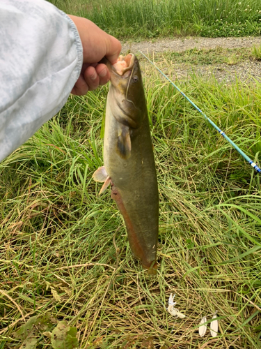 ナマズの釣果