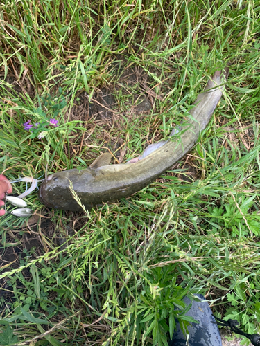 ナマズの釣果