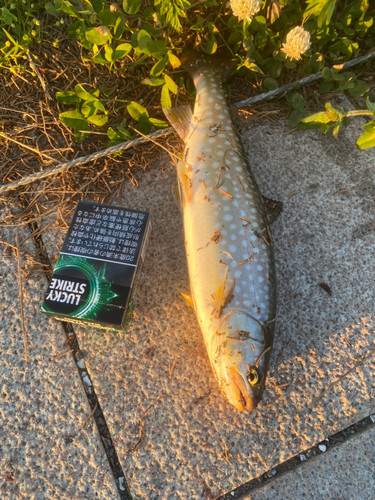 アメマスの釣果