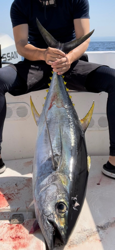 キハダマグロの釣果