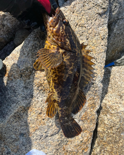 タケノコメバルの釣果