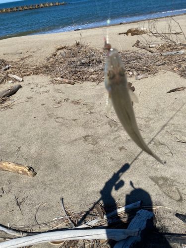 キスの釣果