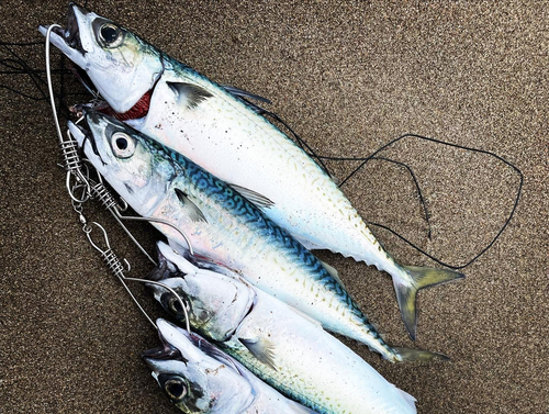 サバの釣果