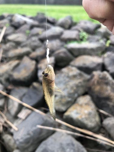 マハゼの釣果