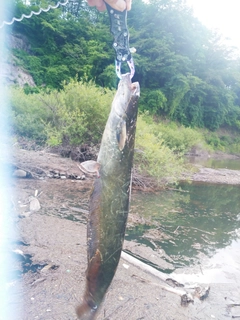 ナマズの釣果