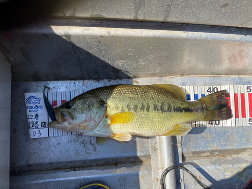 ブラックバスの釣果