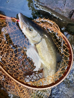 エゾウグイの釣果