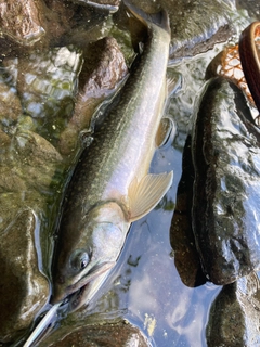 ミヤベイワナの釣果