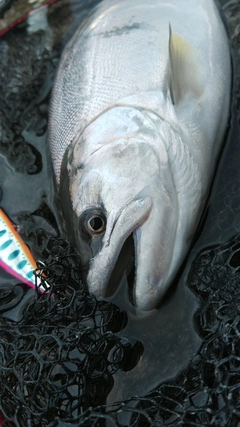 アマゴの釣果