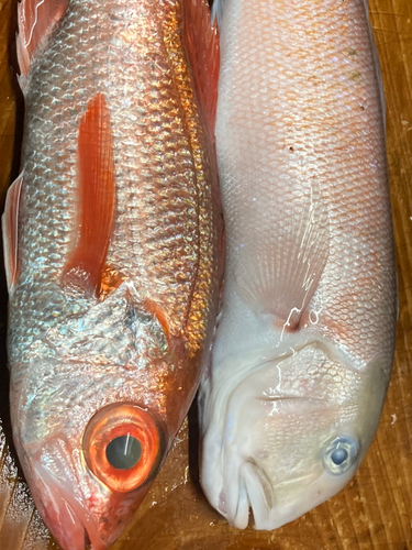 シロアマダイの釣果