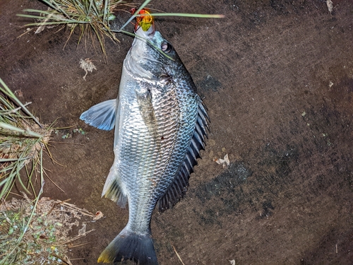 キビレの釣果